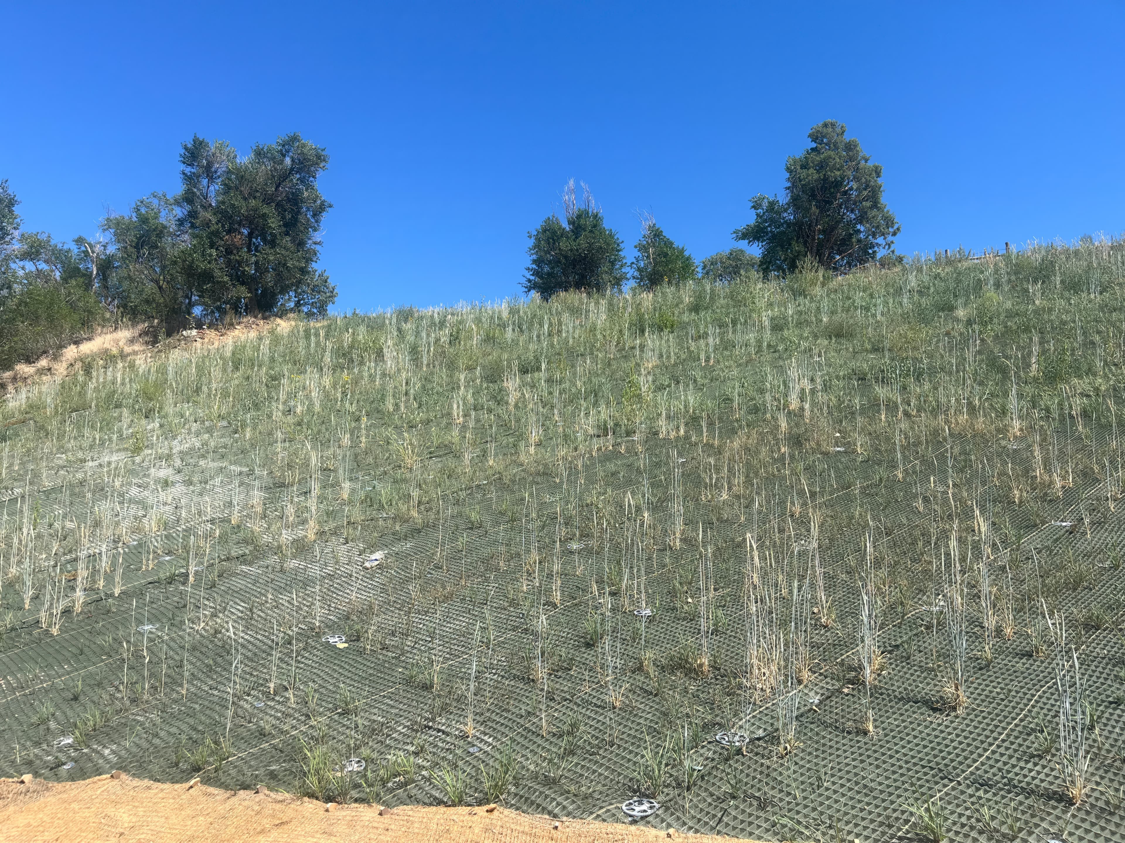 Restored slope along Southmoor Drive after vegetation establishment, showcasing how PROPEX® Armormax® integrates with natural systems to provide resilient, low-maintenance erosion protection.